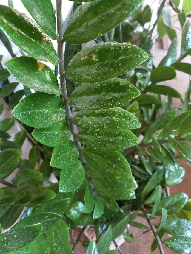A chuva chegou que bênção.