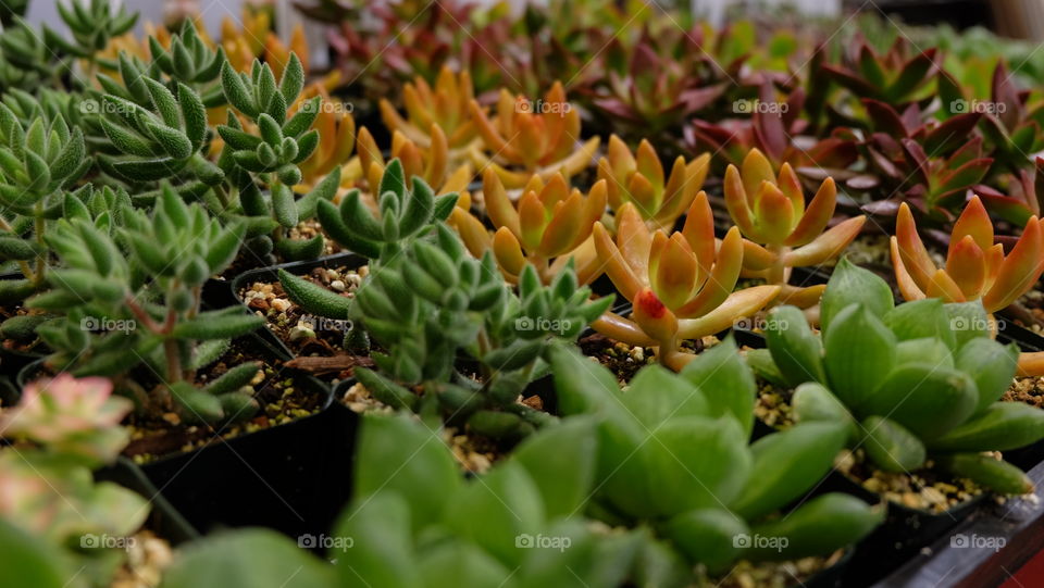 Trays of succulents