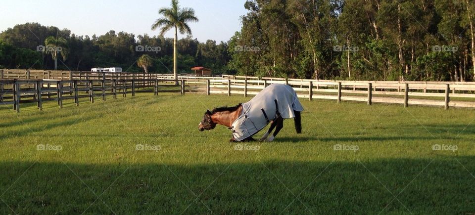 Horse laying down