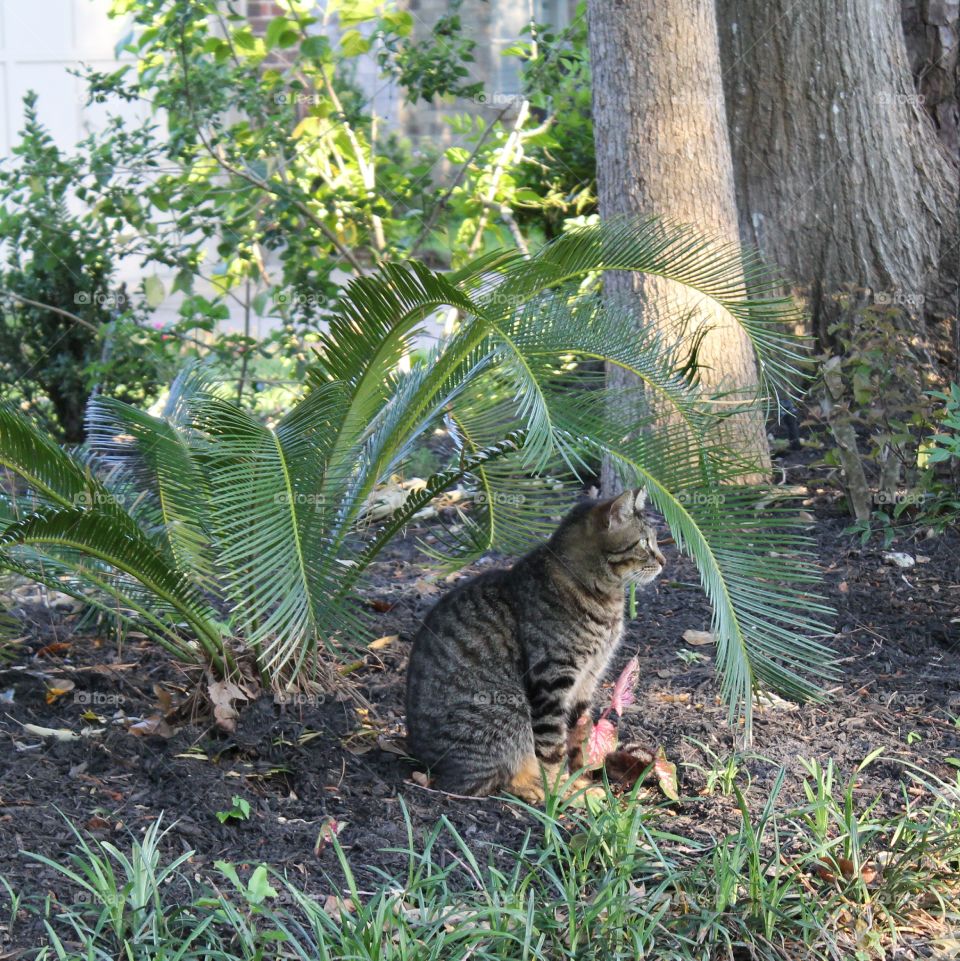 Cat Palm Side View