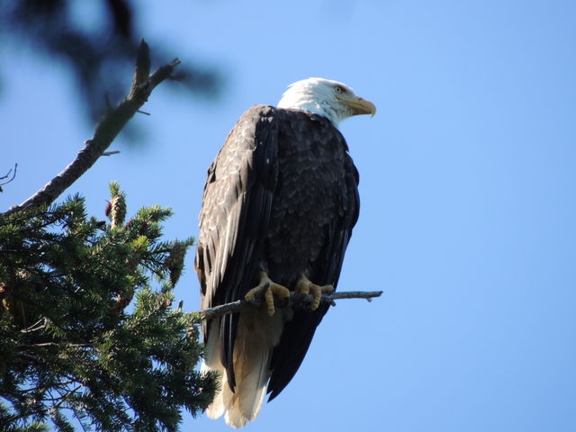 Bald Eagle