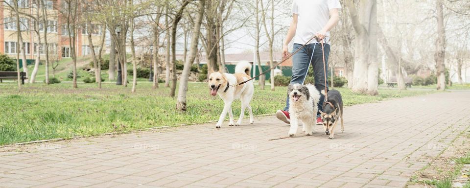 man walking three dogs outdoors