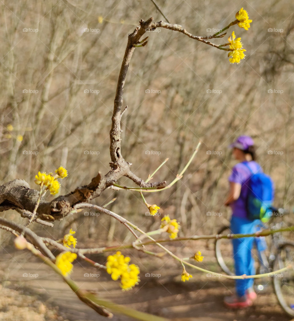 Through the blooming trees