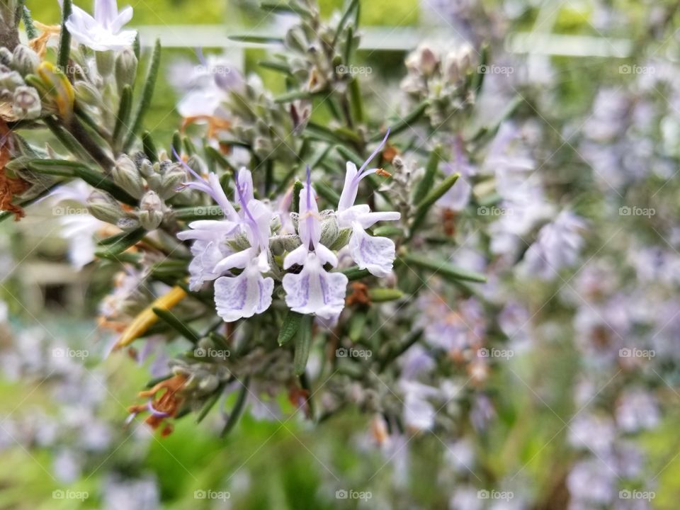 rosemary blossom