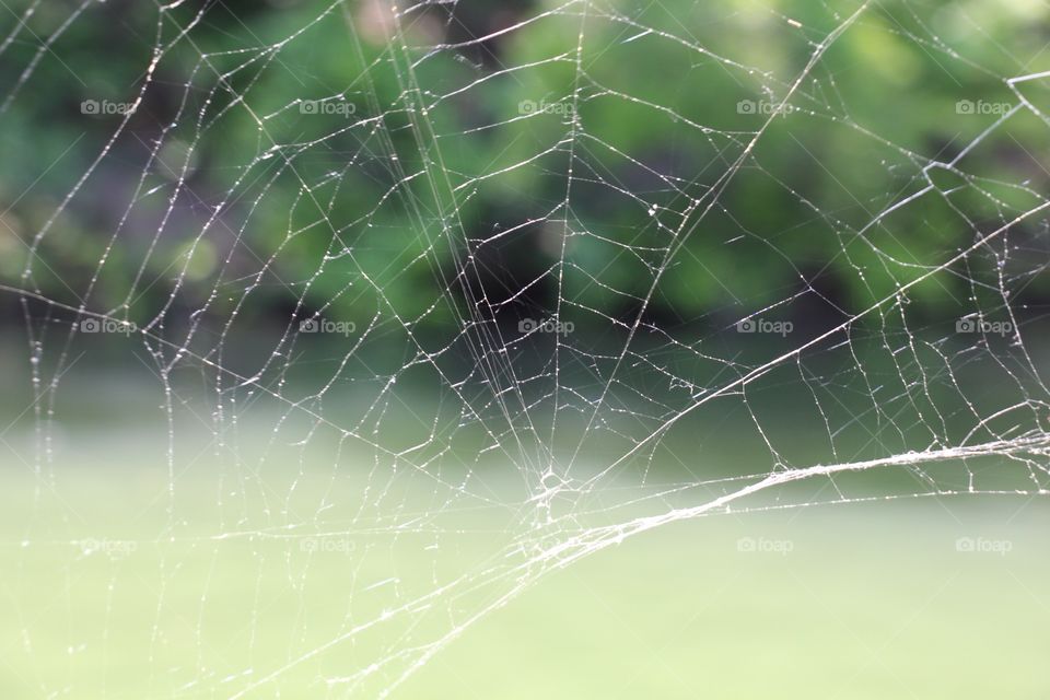 Spider web