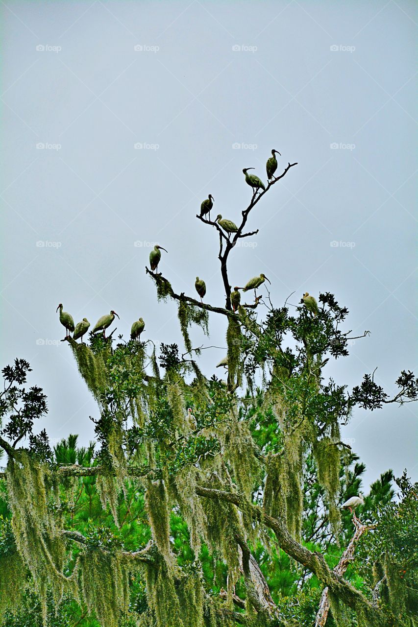 Birds in a tree2