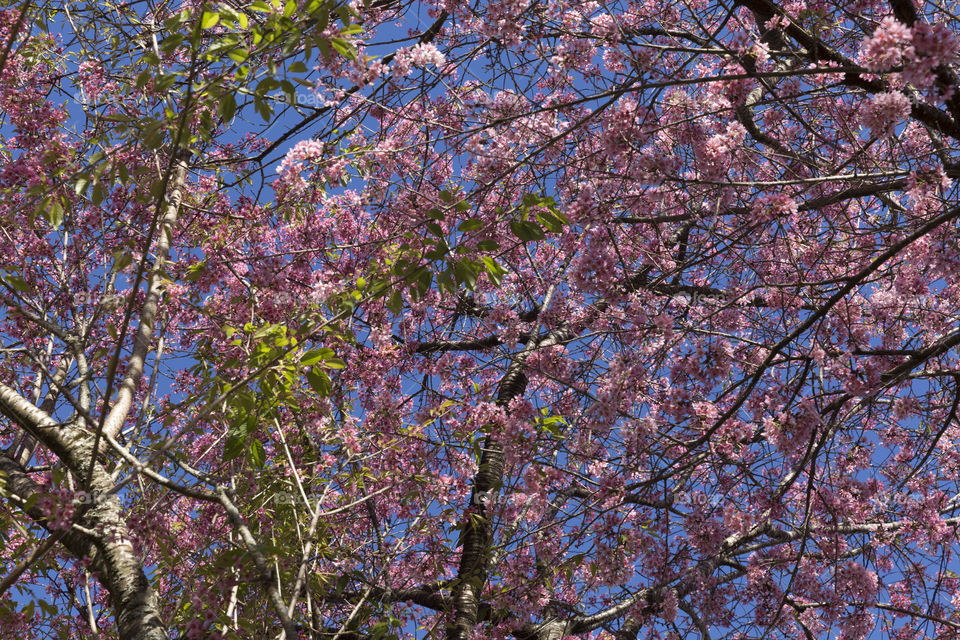 Cherry blossoms.