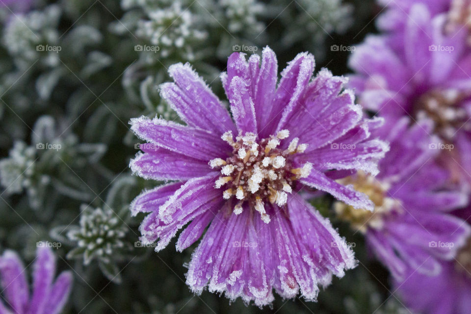 Frost purple flower - Autumn Aster - lila höst aster