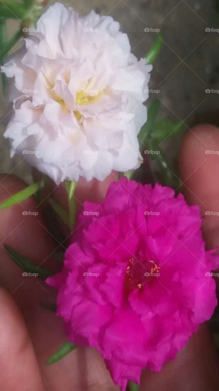 Two flowers with two colors in one hand
