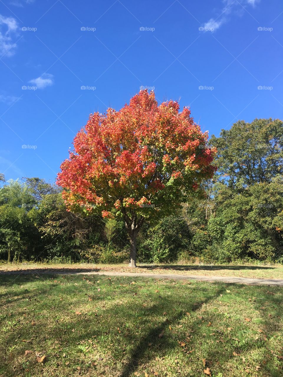 Fall tree park leaves path autumn gradient