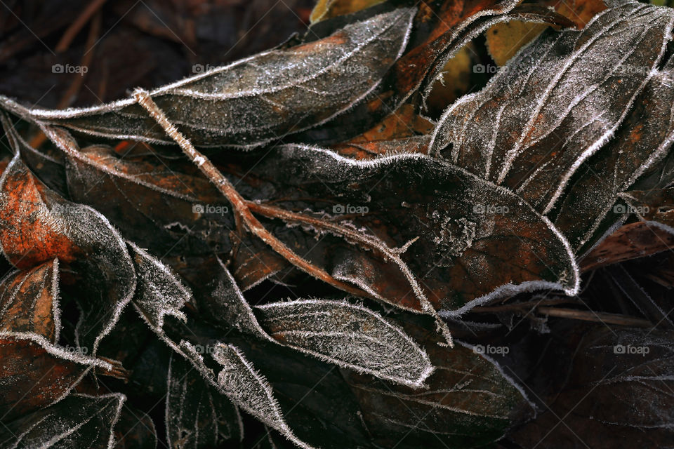frozen leaves