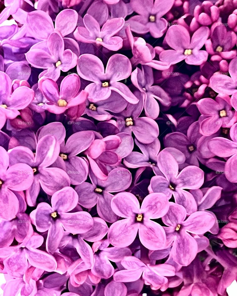 Lilac