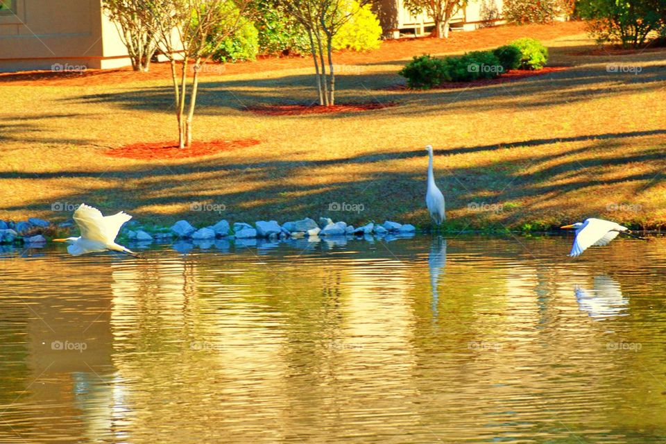 Birds in Flight 