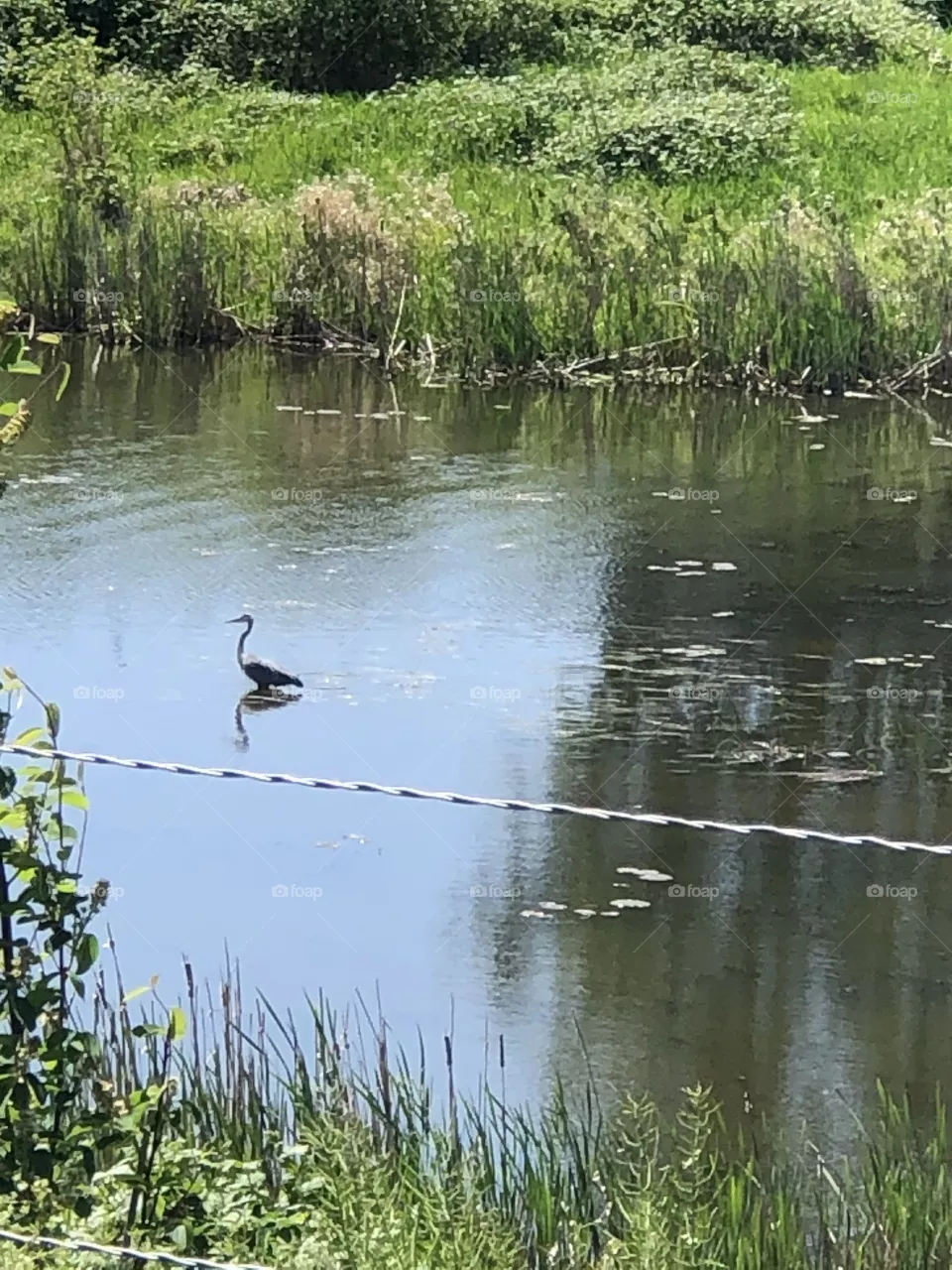 Egret 