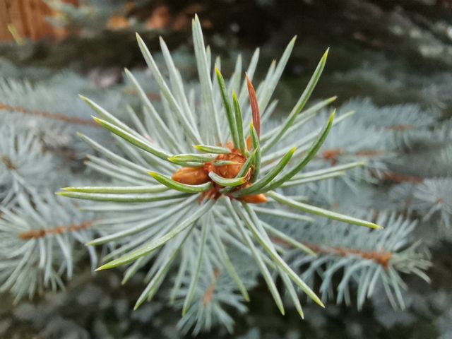 Fir branch