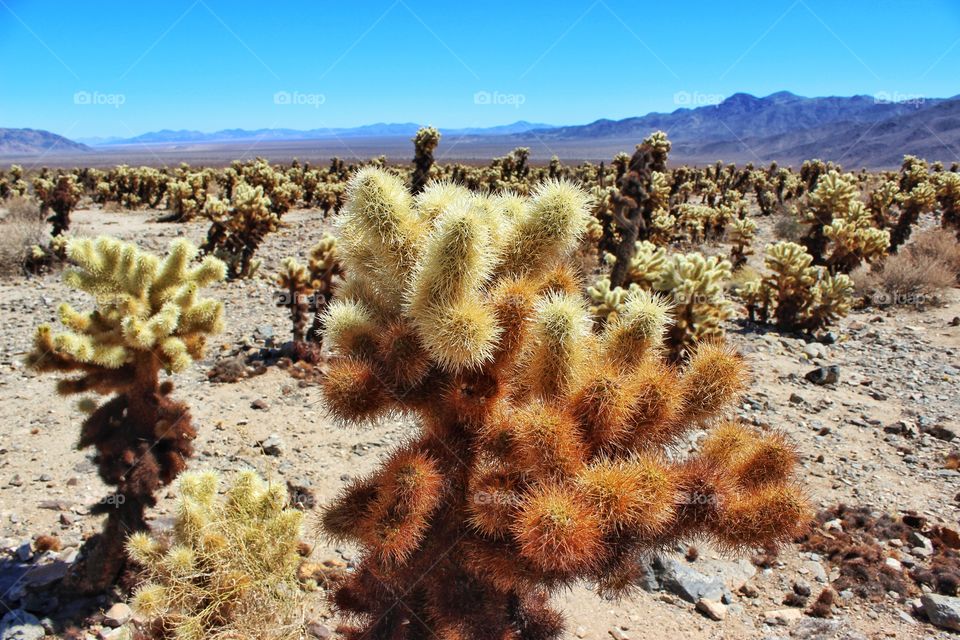 Desert cactus