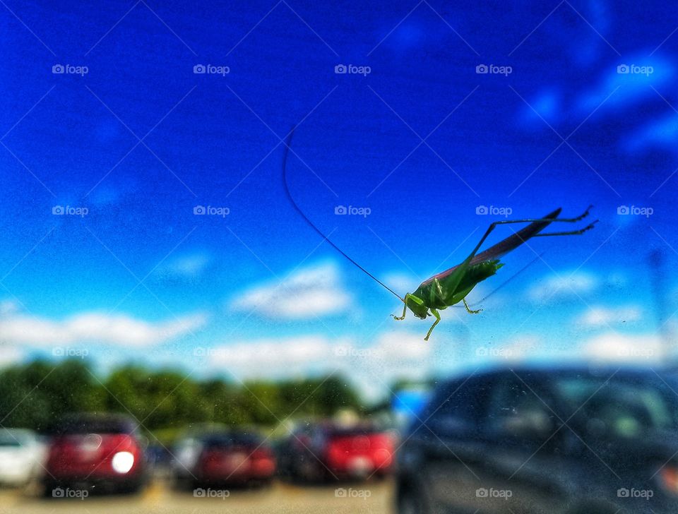 little bug on my window