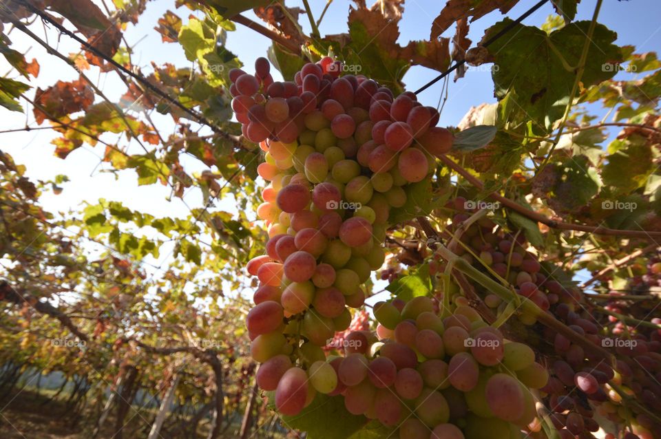 bunch of grapes hanging from a branch sunny day blue sky close-up
