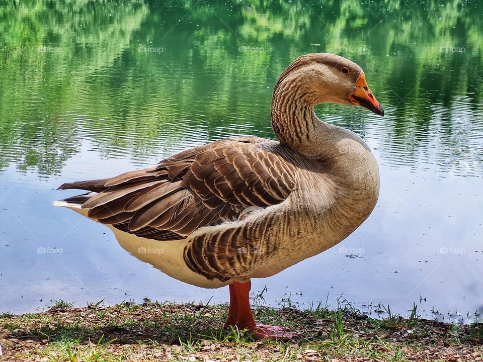 closeup of wild goose photographed on the lake of Penne in Italy