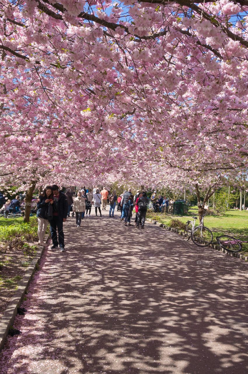 Pink park