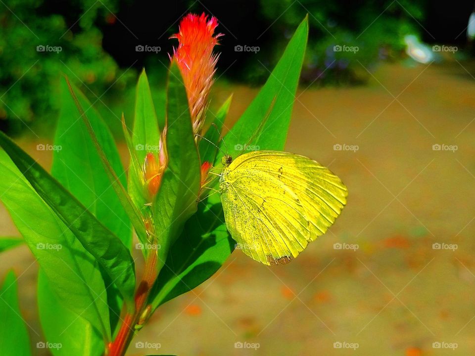 Butterfly 🦋 on the flower