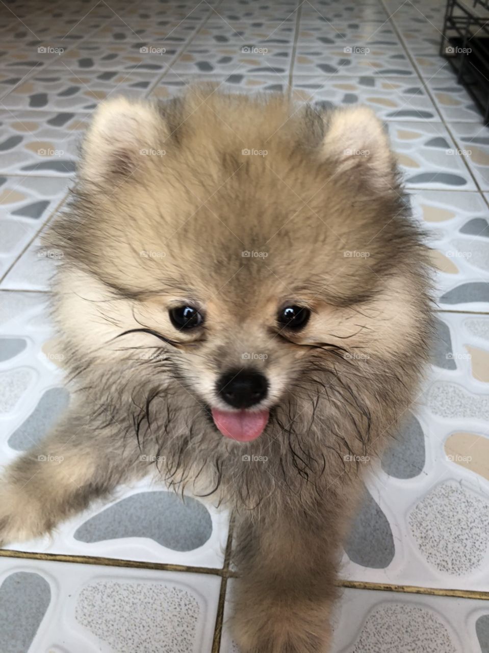 the hair on the face of puppy "pomeranian" wet from water she eat.