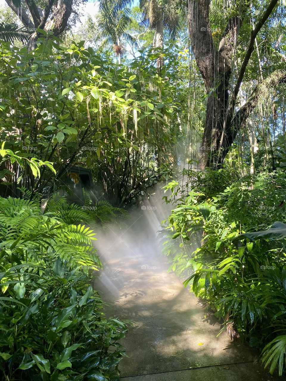 Rays of sun shining through the tree canopy in a tropical garden 