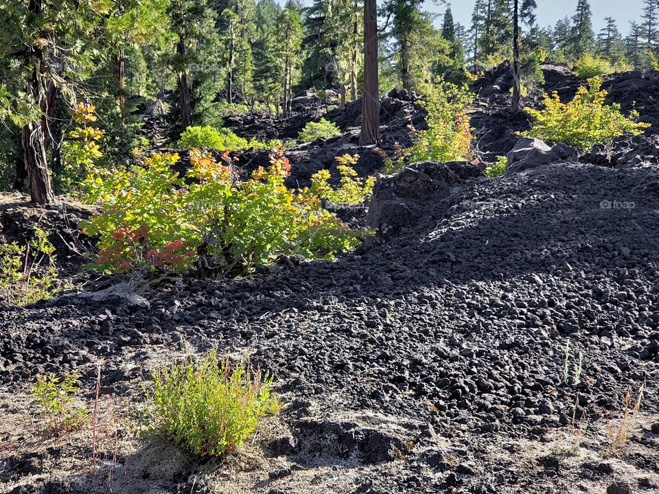 Hardened lava rock covers the forest floor among the fir trees and bushes on a sunny summer morning in Western Oregon. 