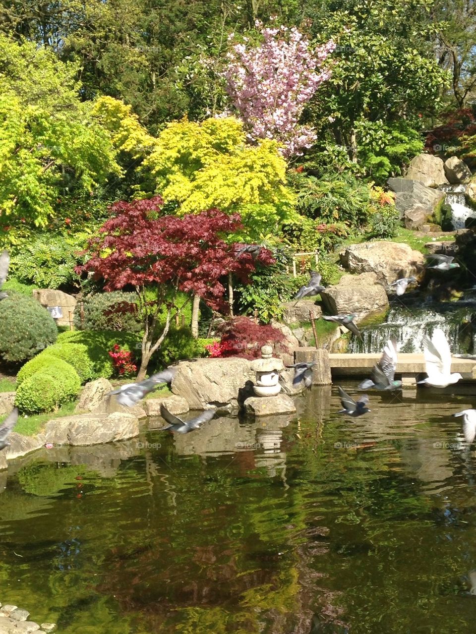 Japanese garden