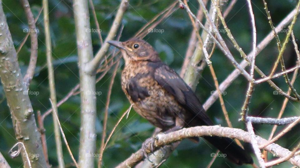 Young Blackbird 