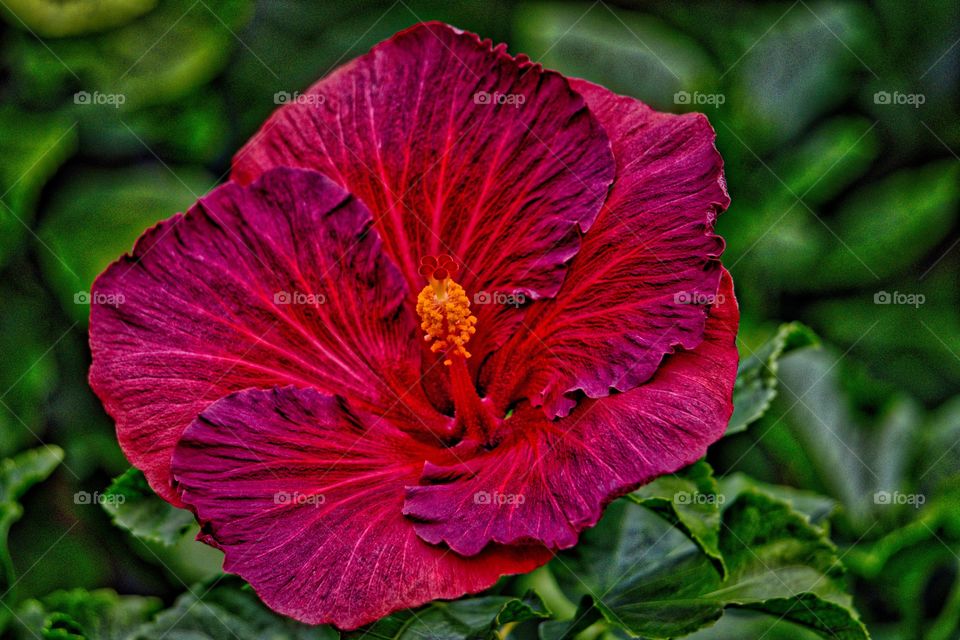 Hibiscus 