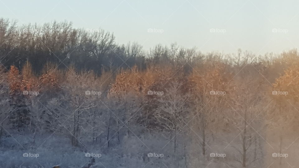 frosty forest sunrise
