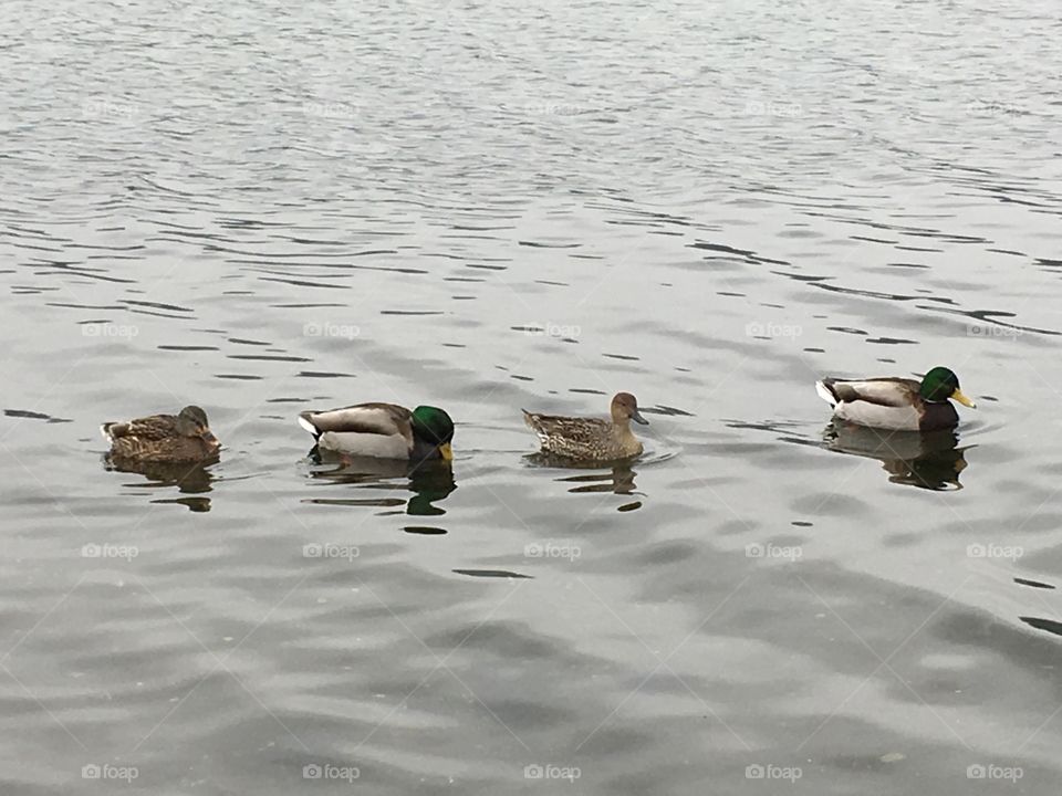 Ducks