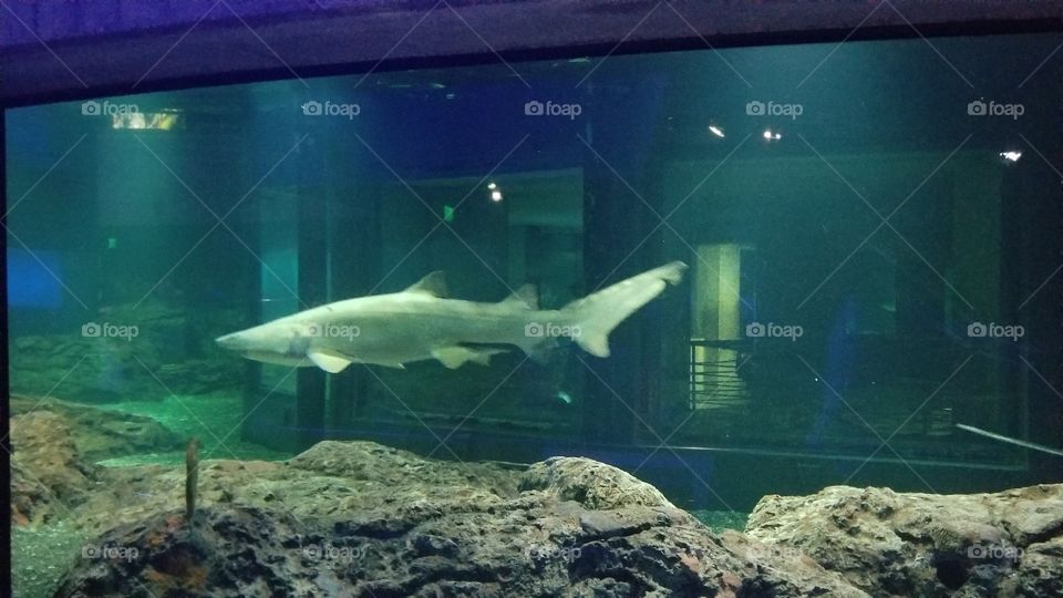 shark swimming in its tank