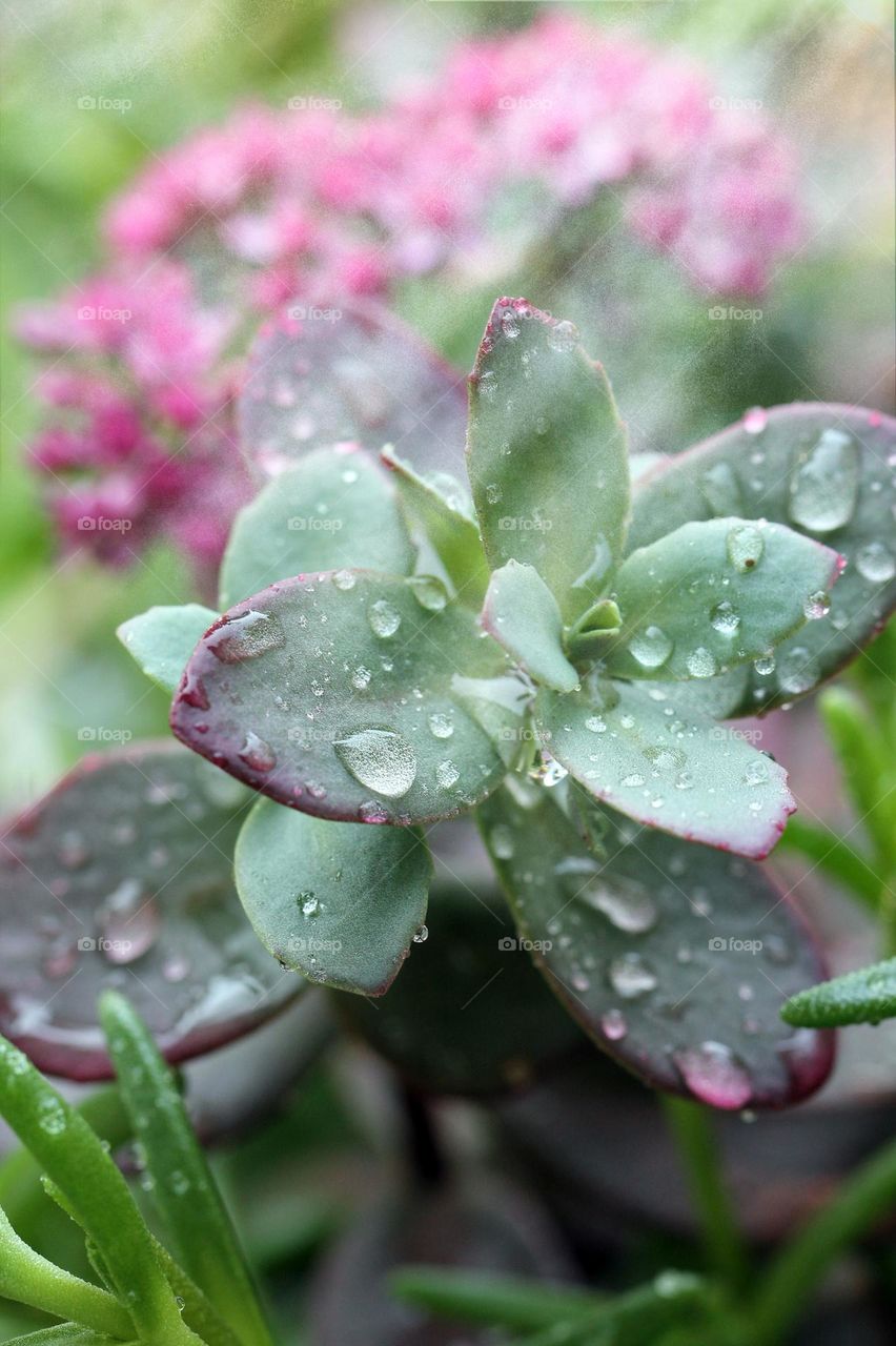 Sunrays and water drops shown on a macro shot of my garden box sedum. Love the green and pink tinged leaves. 