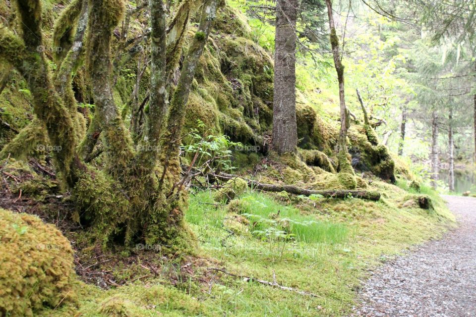 mossy path