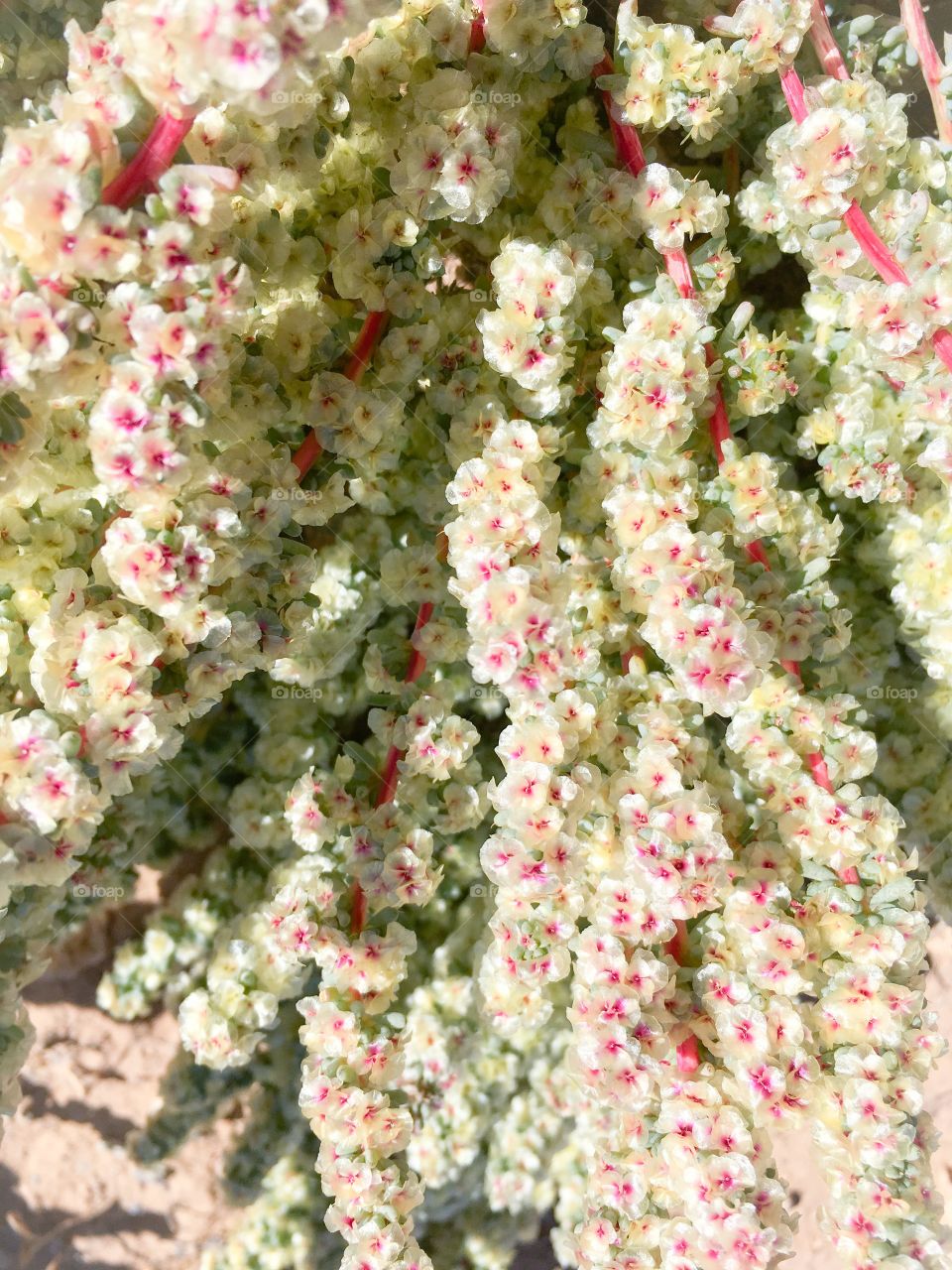 Extreme close-up of flowers