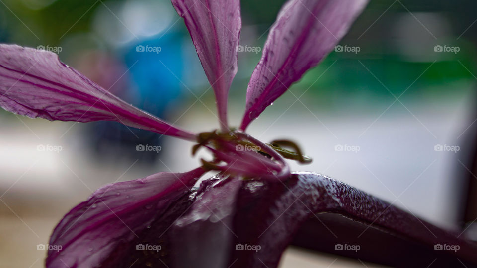 F.L.O.W.E.R aka Flower