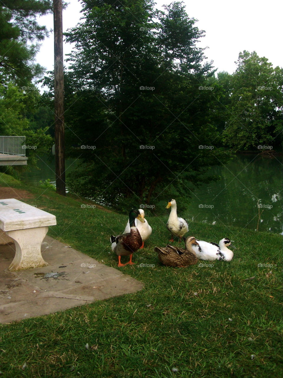 Bird, No Person, Park, Duck, Grass