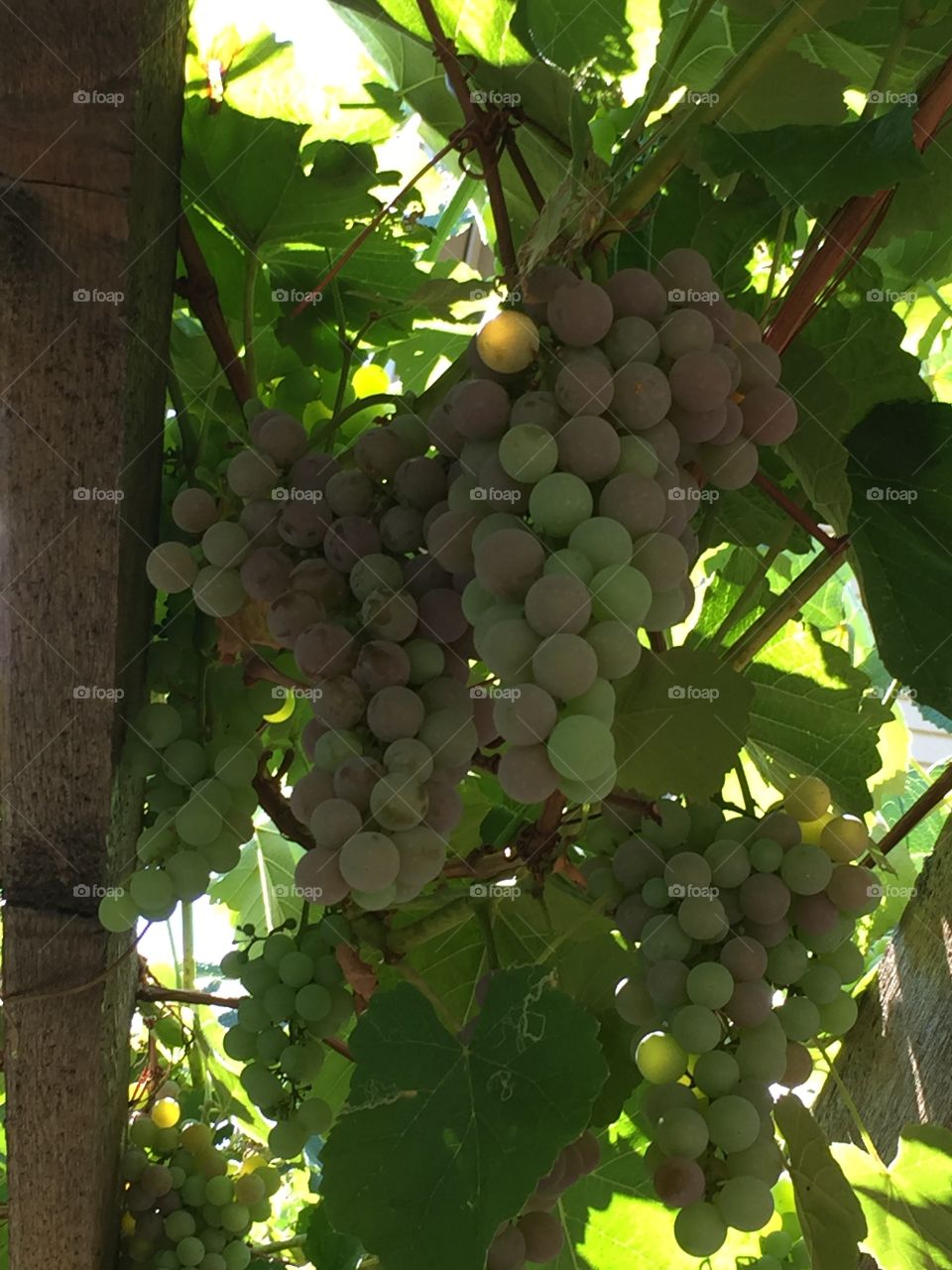 Grapes on arbor