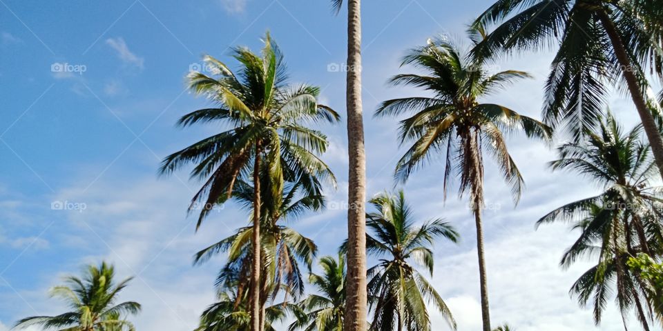 this tall and long coconut tree