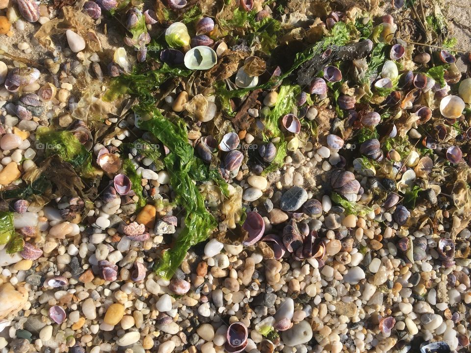 Seaweed and seashells washed up on the beach.