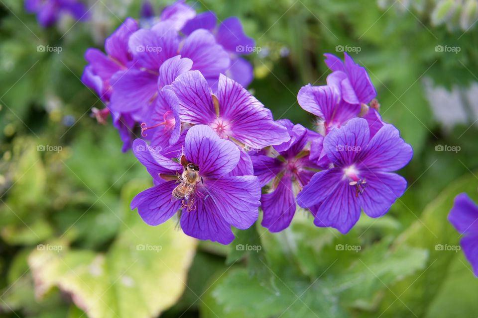 Bee pollinating on purple flower