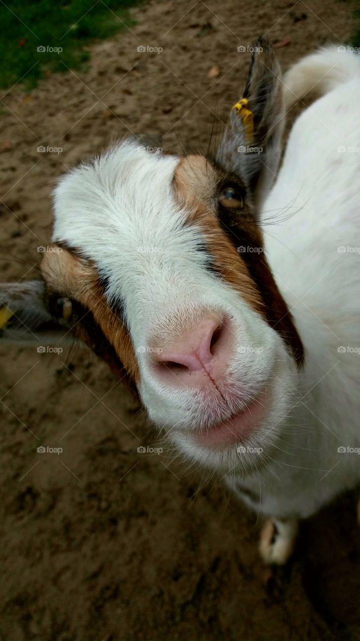 smiley goat