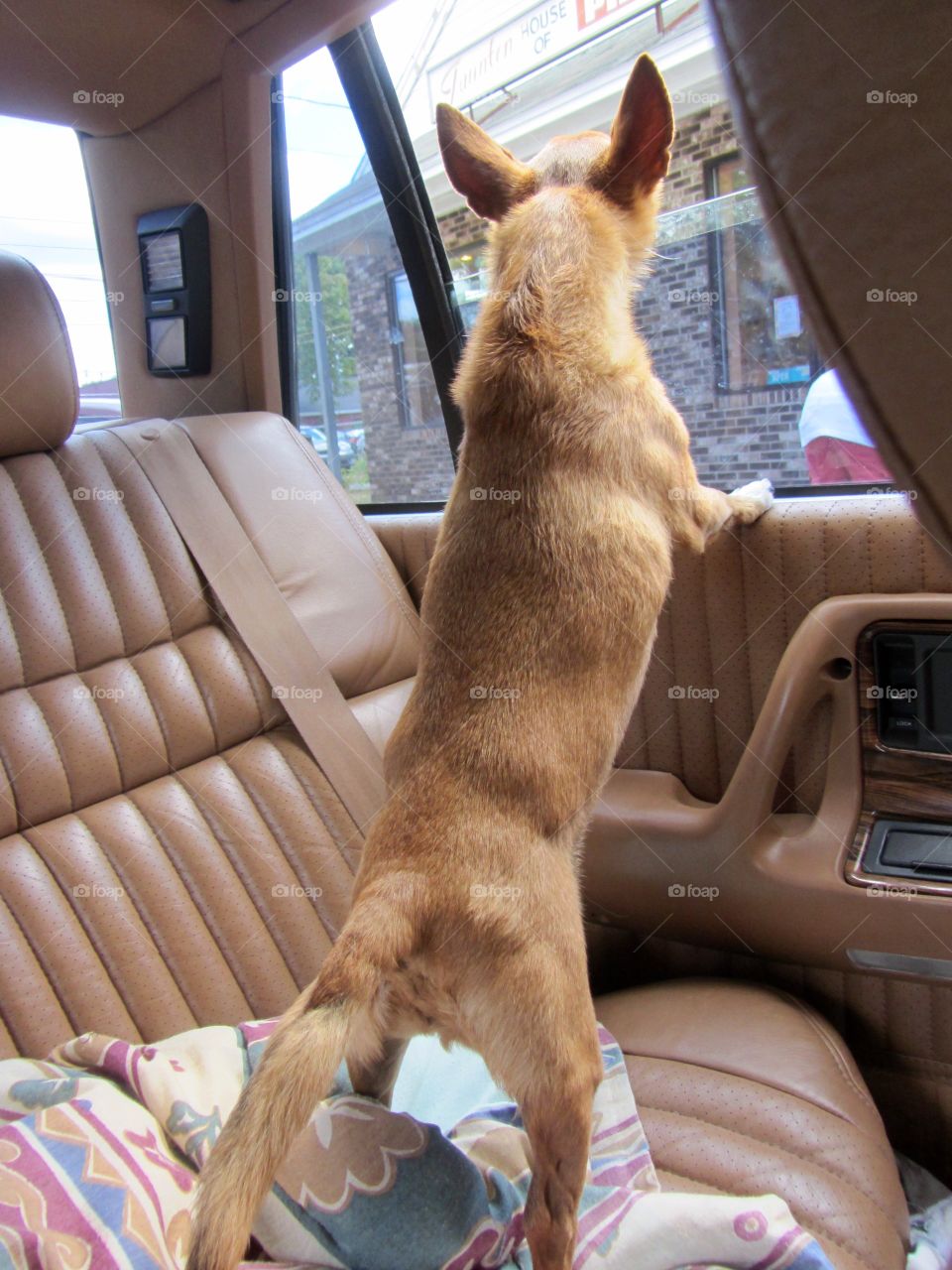 Dog waiting for owner coming out of store!