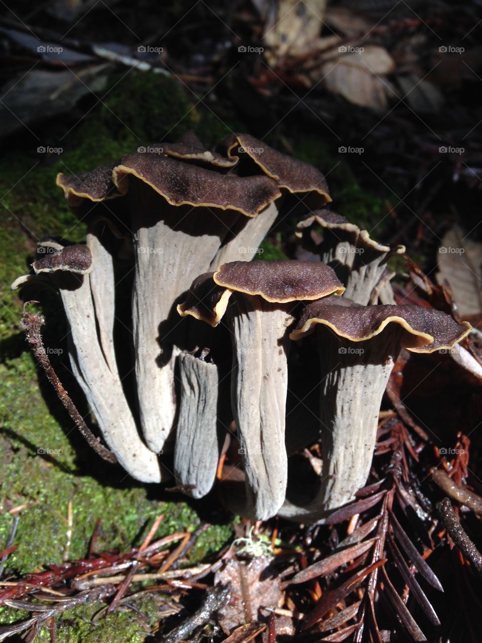 Black Trumpets . Black trumpet mushrooms in the woods of the Pacific Northwest 