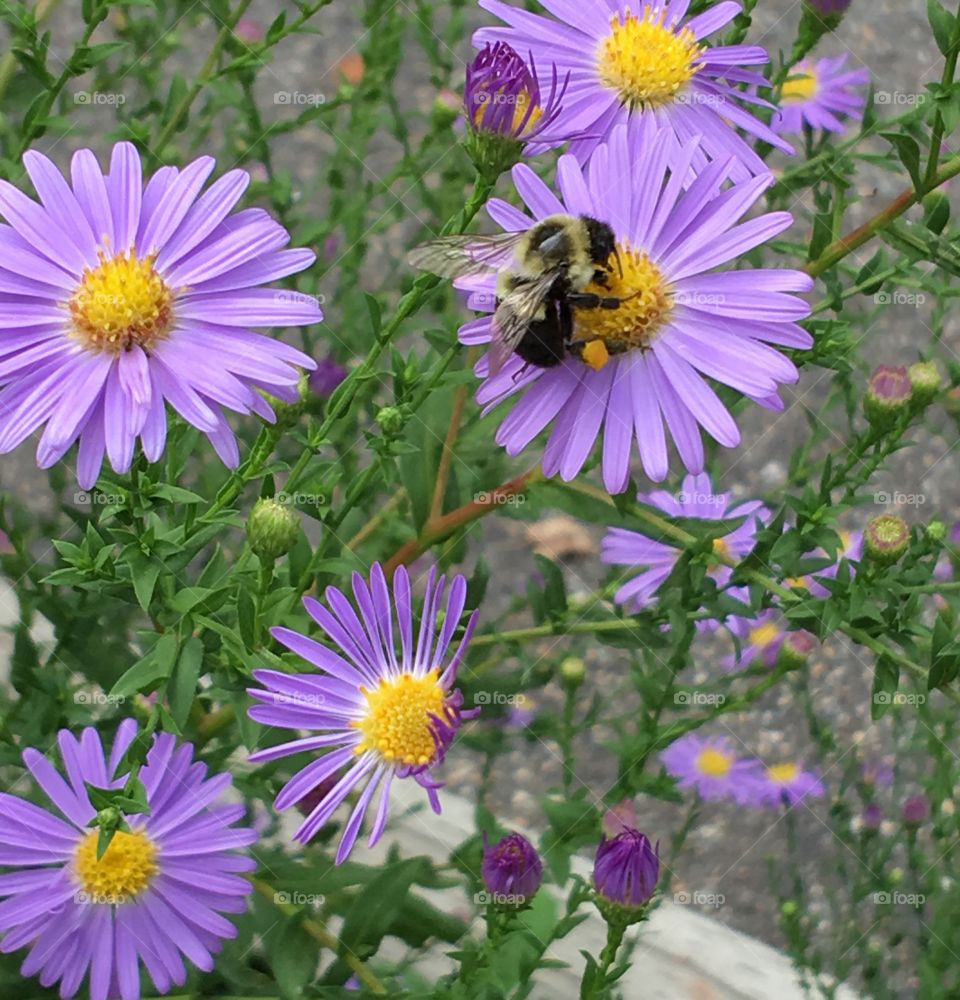 High angle view of bee on purple flower