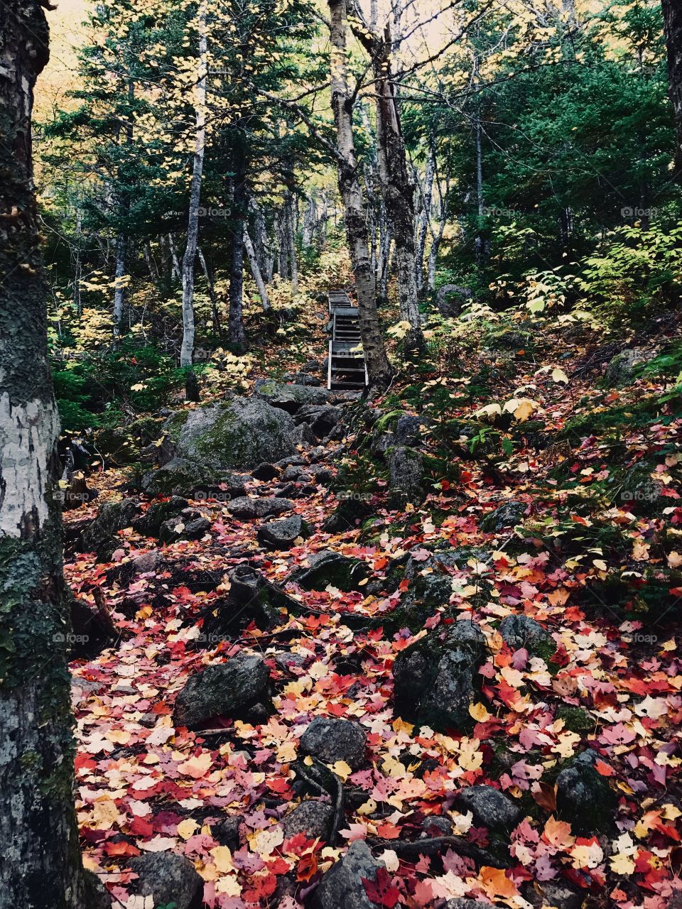 Fall, colourful leafs. Hiking trail in Cape Breton, Nova Scotia.