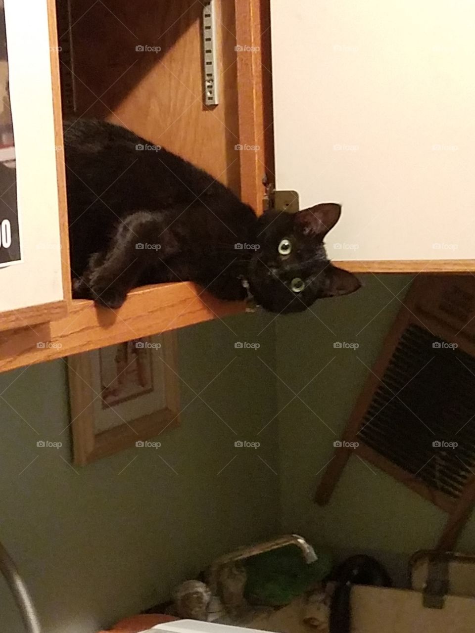 cat hiding in cabinet