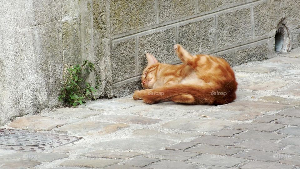 Sleeping false comic tabby cat